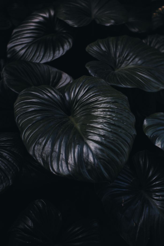 A dramatic close-up of dark glossy leaves highlighting natural texture.