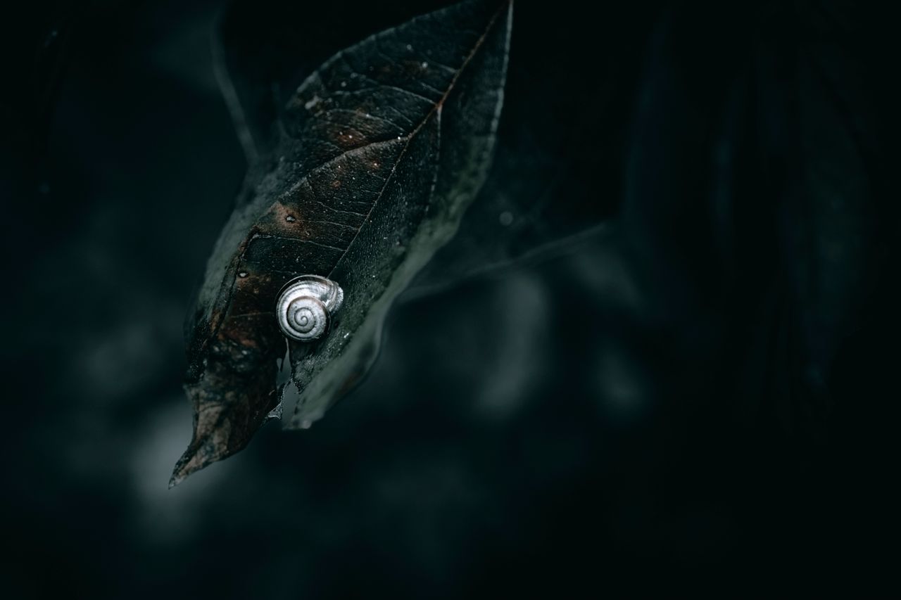 Macro photo of a snail on a leaf, captured in moody lighting to emphasize nature's details.